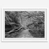 Fine art black and white photograph of a path winding through a lush redwood forest in Redwood National Park, leading to a towering redwood with exposed roots.