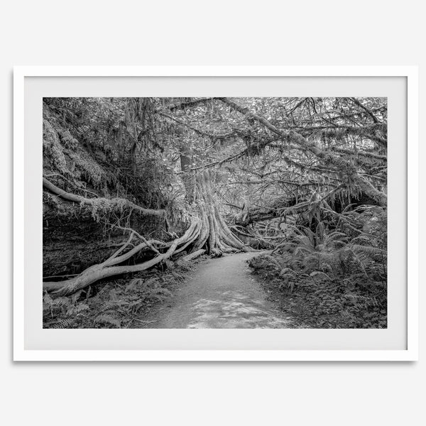 Fine art black and white photograph of a path winding through a lush redwood forest in Redwood National Park, leading to a towering redwood with exposed roots.