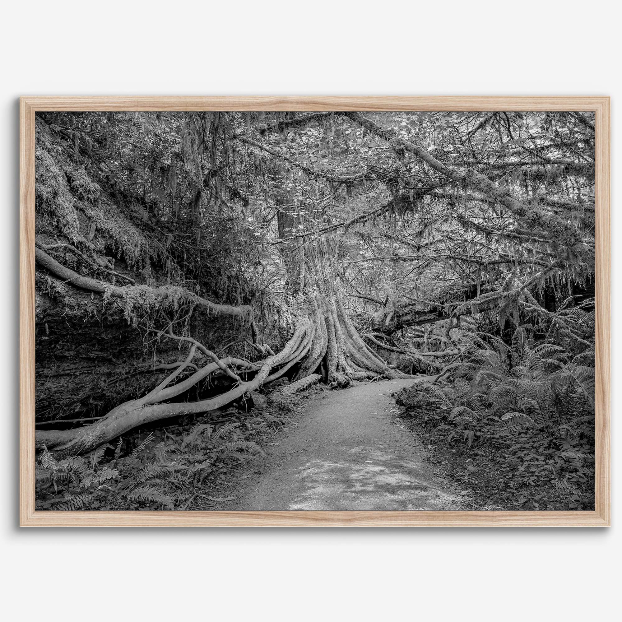 Fine art black and white photograph of a path winding through a lush redwood forest in Redwood National Park, leading to a towering redwood with exposed roots.