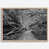Fine art black and white photograph of a path winding through a lush redwood forest in Redwood National Park, leading to a towering redwood with exposed roots.