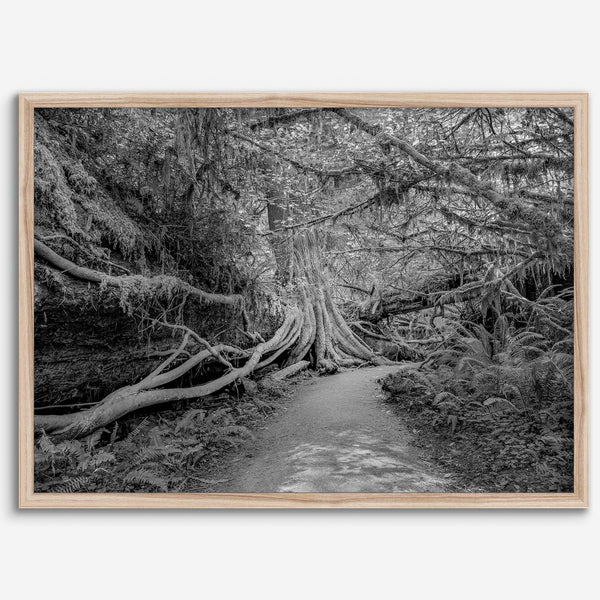 Fine art black and white photograph of a path winding through a lush redwood forest in Redwood National Park, leading to a towering redwood with exposed roots.