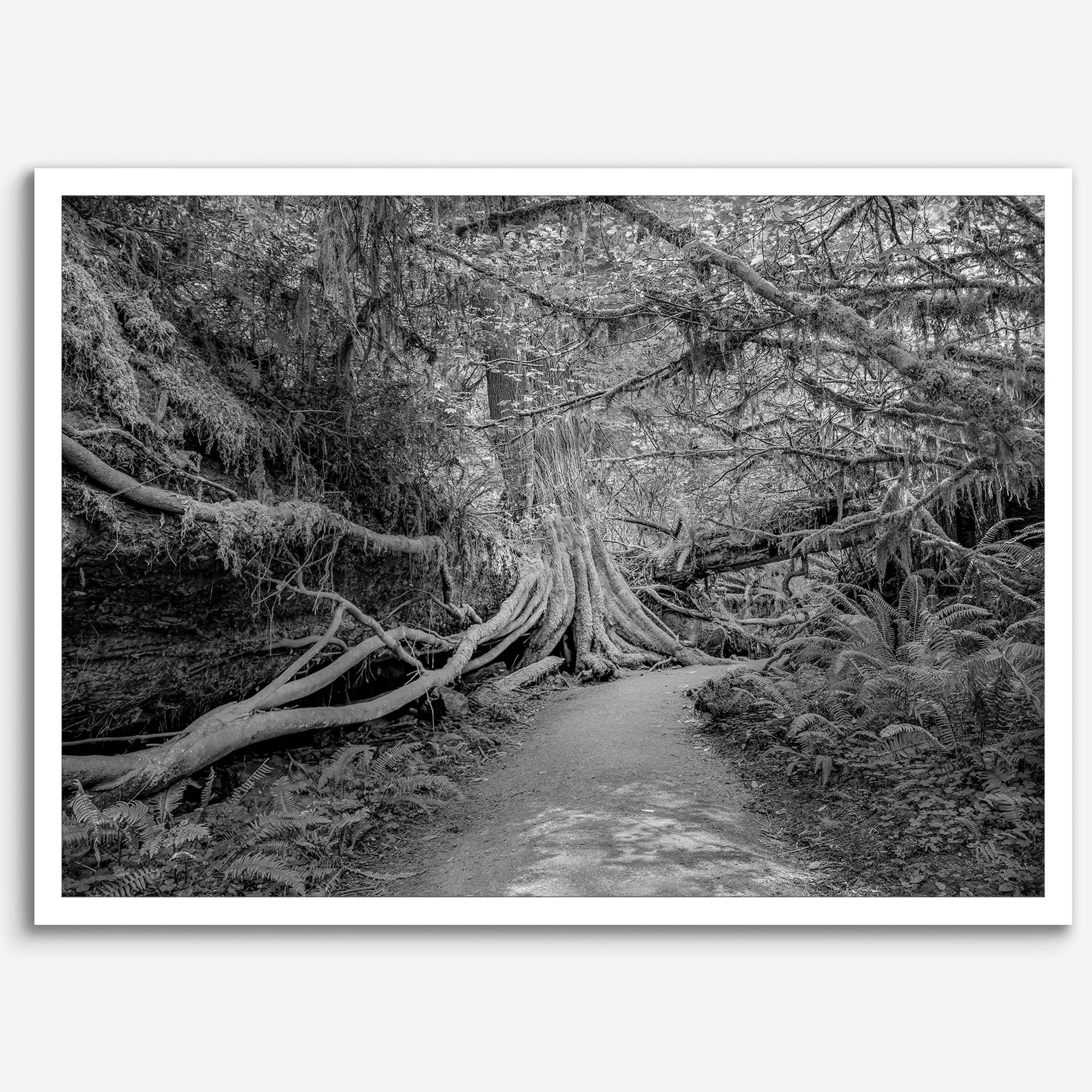 Fine art black and white photograph of a path winding through a lush redwood forest in Redwood National Park, leading to a towering redwood with exposed roots.
