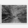 Fine art black and white photograph of a path winding through a lush redwood forest in Redwood National Park, leading to a towering redwood with exposed roots.