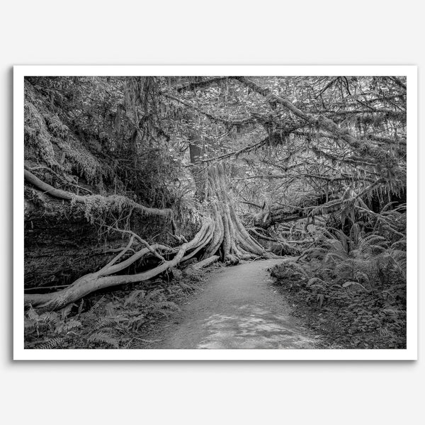 Fine art black and white photograph of a path winding through a lush redwood forest in Redwood National Park, leading to a towering redwood with exposed roots.
