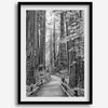 A fine art black and white photograph showcasing a pathway winding through a grove of immense redwood trees in Muir Woods, California. The towering trunks and lush canopy create a serene and magical atmosphere in this forest wall art.