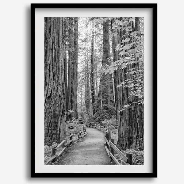 A fine art black and white photograph showcasing a pathway winding through a grove of immense redwood trees in Muir Woods, California. The towering trunks and lush canopy create a serene and magical atmosphere in this forest wall art.