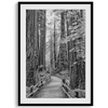 Redwoods II - Wow Photo Art