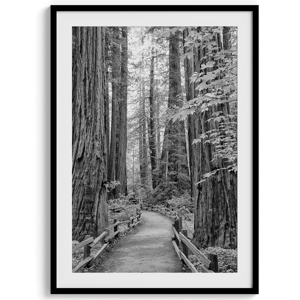 Redwoods II - Wow Photo Art