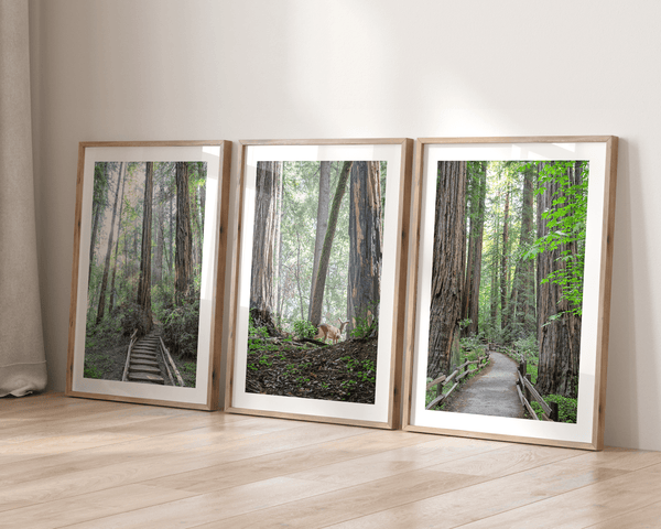 A fine art forest set of 3 prints showcasing different forest scenarios, including a path through a vast Redwood forest, a deer walking among the redwood, and a stairway path through the forest.