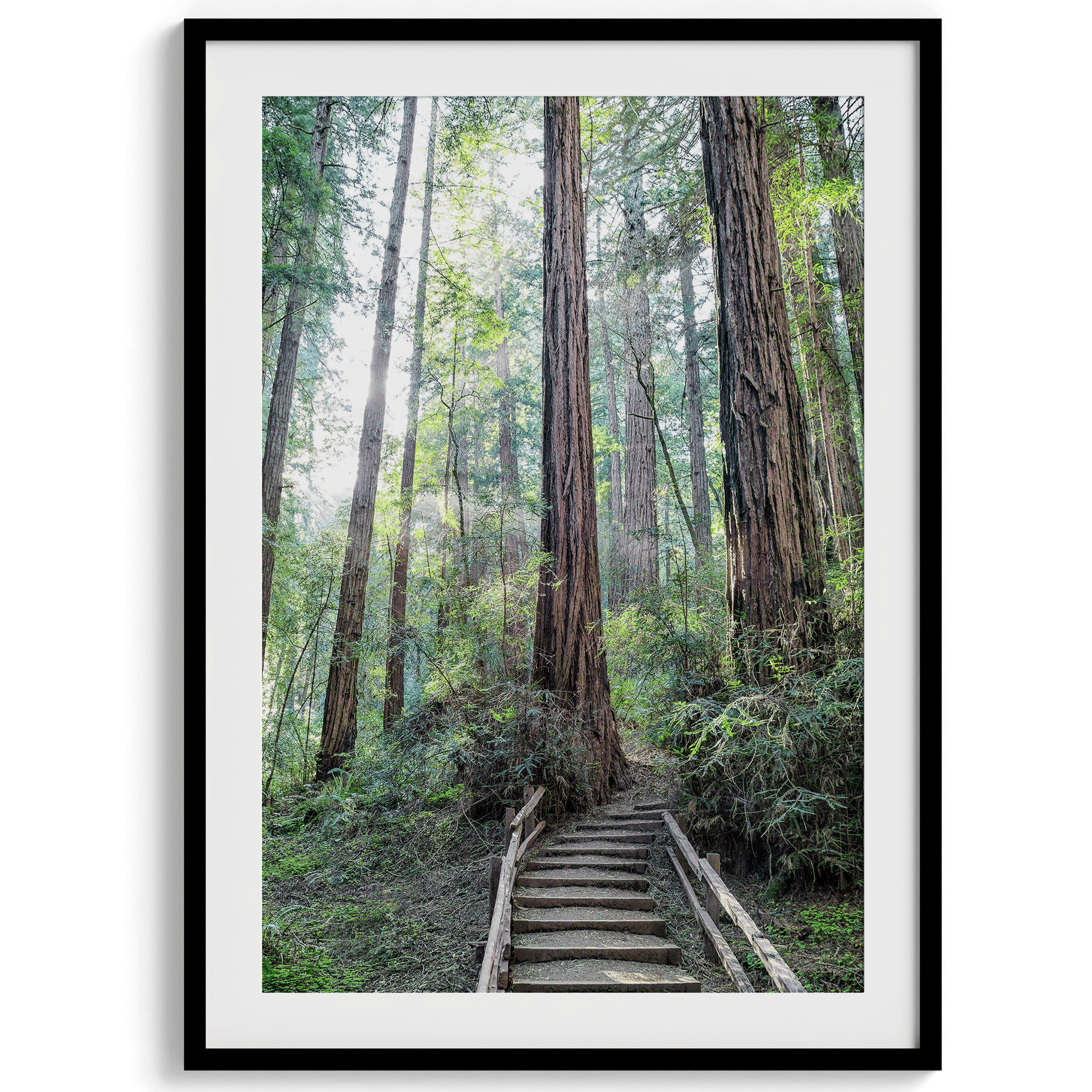 A fine art forest set of 3 prints showcasing different forest scenarios, including a path through a vast Redwood forest, a deer walking among the redwood, and a stairway path through the forest.