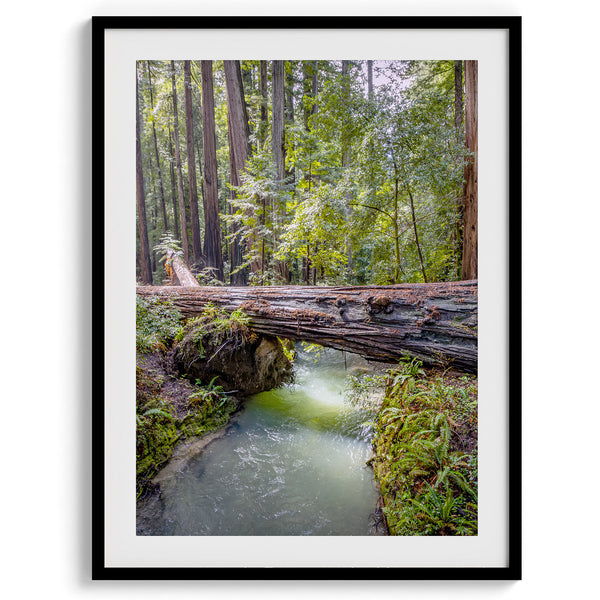 Redwood Forest Prints Set showing scenes from California’s redwoods, with creek, ferns, and forest trail.