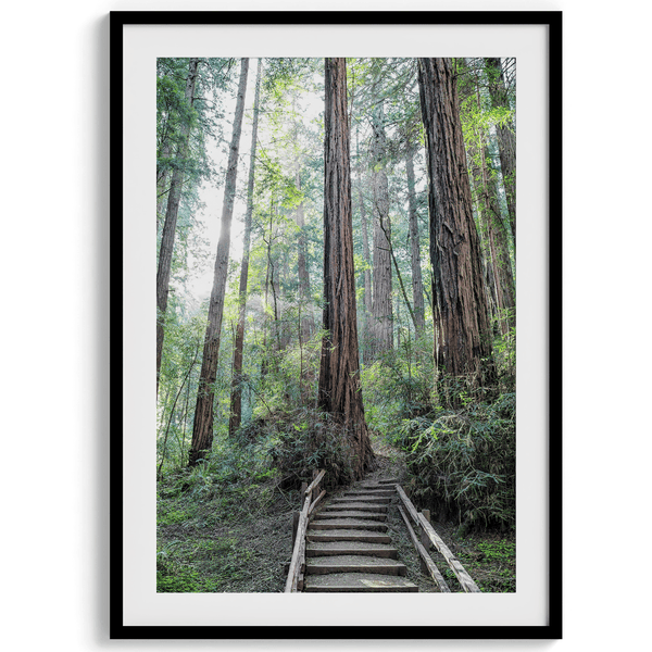 A fine art forest set of 3 prints showcasing different forest scenarios, including a path through a vast Redwood forest, a deer walking among the redwood, and a stairway path through the forest.