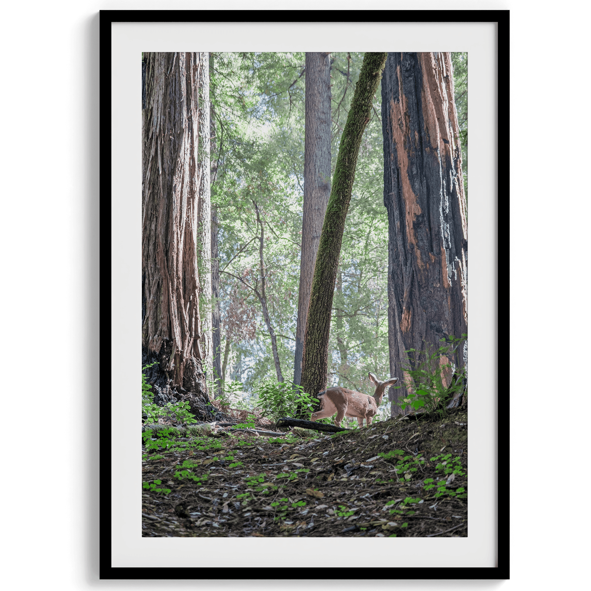 A fine art forest set of 3 prints showcasing different forest scenarios, including a path through a vast Redwood forest, a deer walking among the redwood, and a stairway path through the forest.