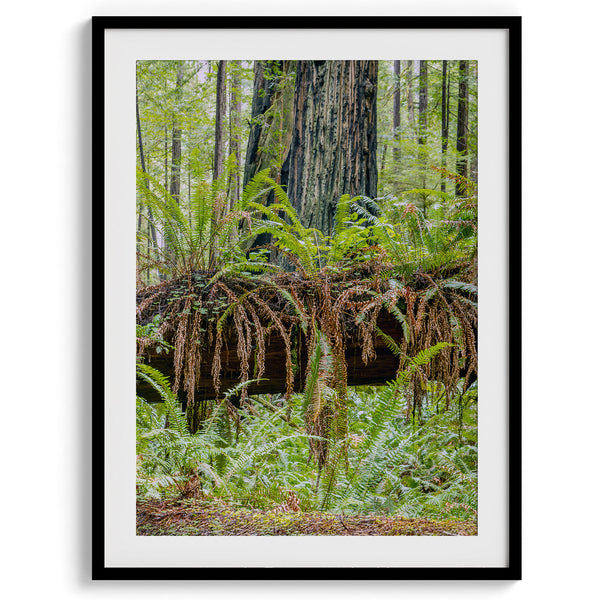 Redwood Forest Prints Set showing scenes from California’s redwoods, with creek, ferns, and forest trail.