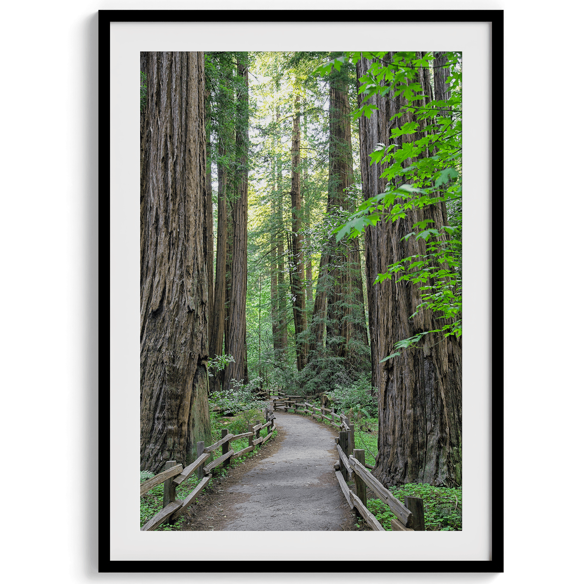 A fine art forest set of 3 prints showcasing different forest scenarios, including a path through a vast Redwood forest, a deer walking among the redwood, and a stairway path through the forest.