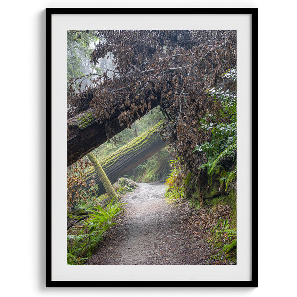 Redwood Forest Prints Set showing scenes from California’s redwoods, with creek, ferns, and forest trail.