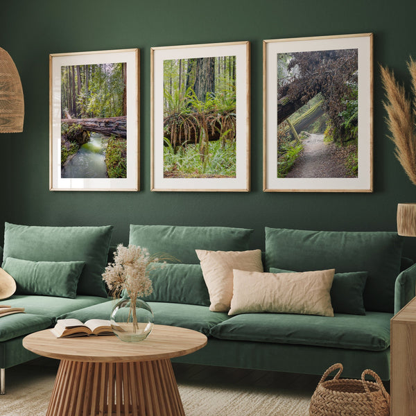 Redwood Forest Prints Set showing scenes from California’s redwoods, with creek, ferns, and forest trail.