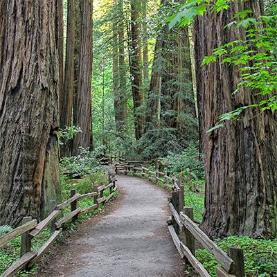 Redwood-National-Park-Photography-Wall-Art-Prints-Collection