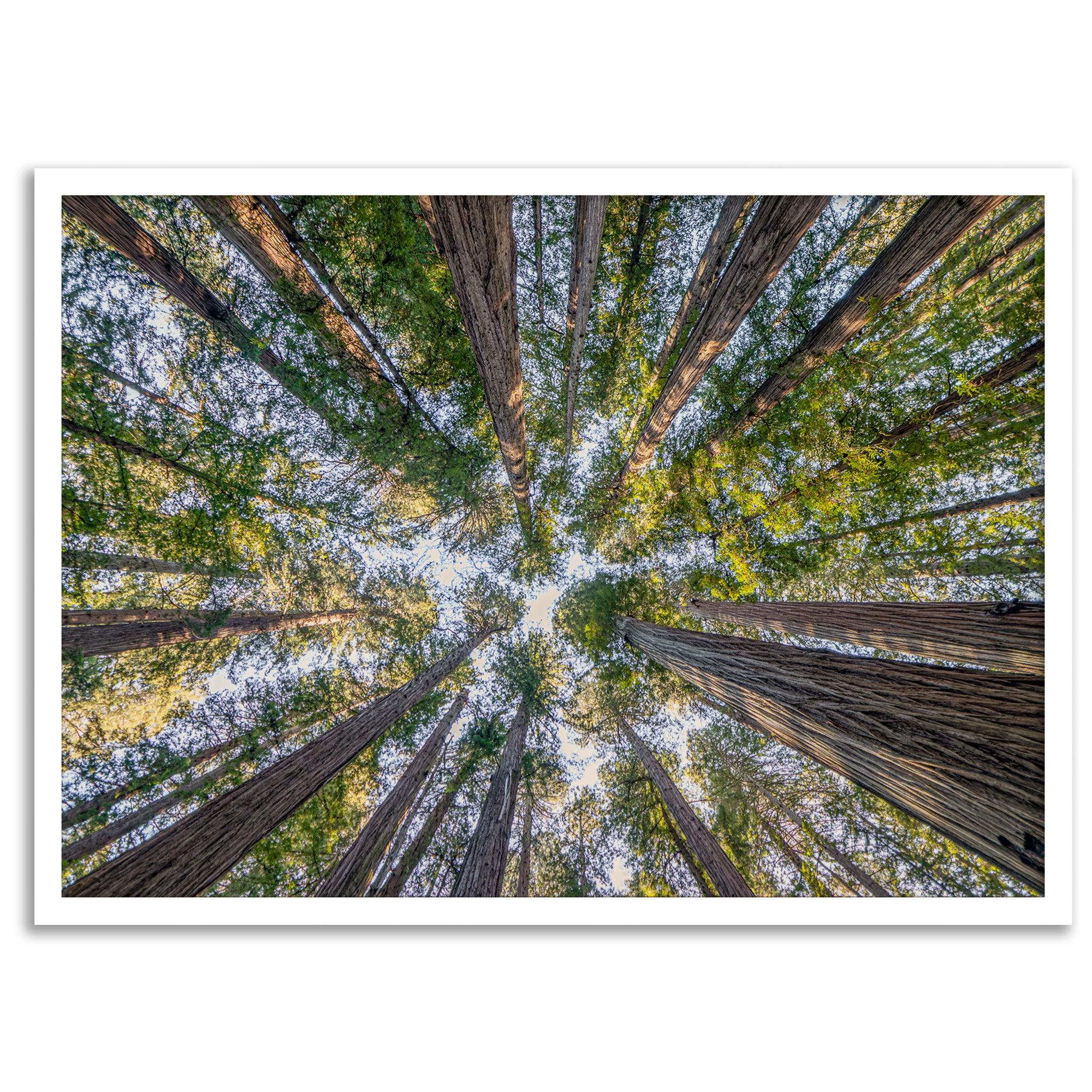 Redwood forest wall art print showing the perspective looking up at treetops in a dense redwood forest.