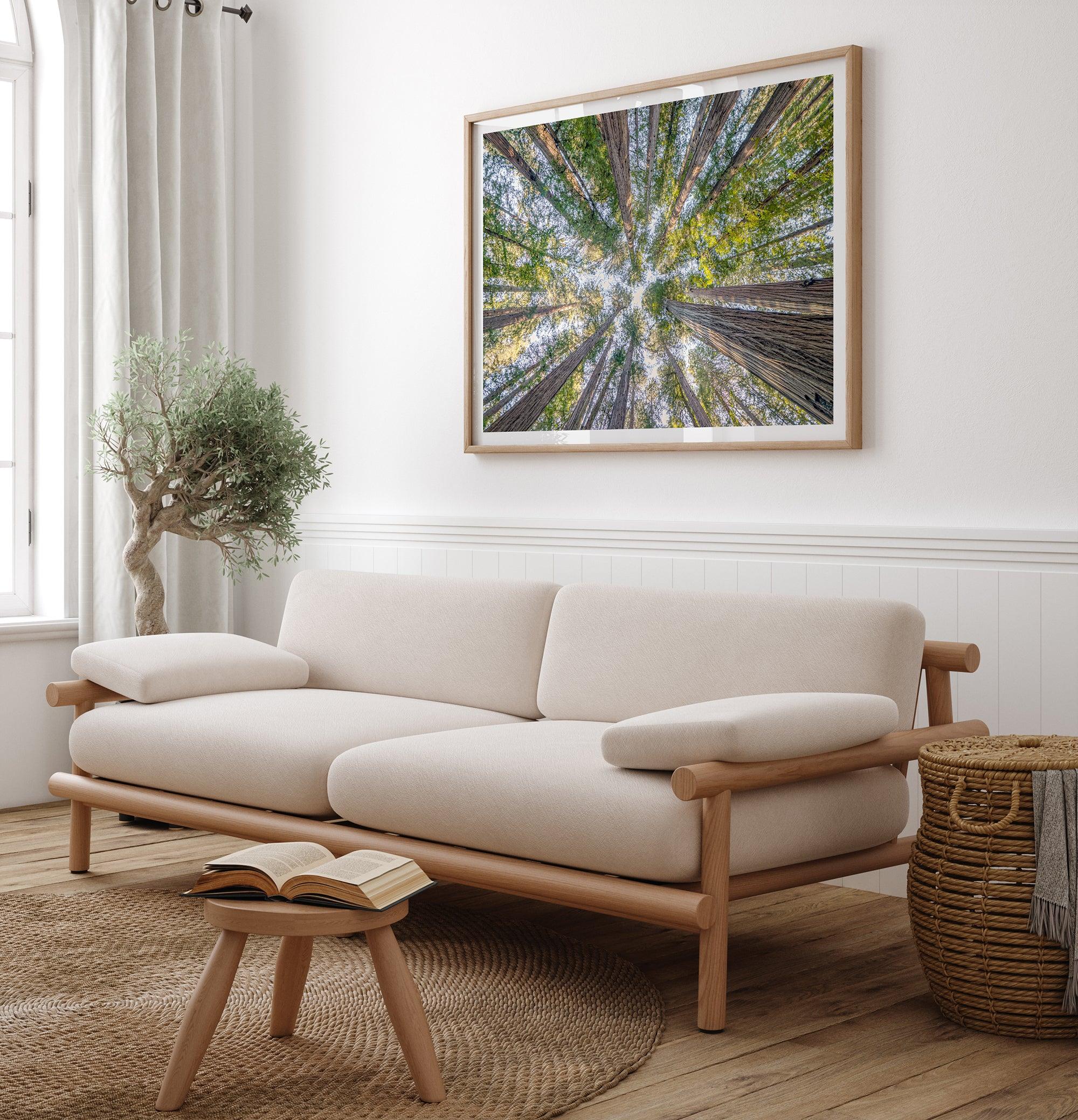 Redwood forest wall art print showing the perspective looking up at treetops in a dense redwood forest.