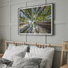 Redwood forest wall art print showing the perspective looking up at treetops in a dense redwood forest.