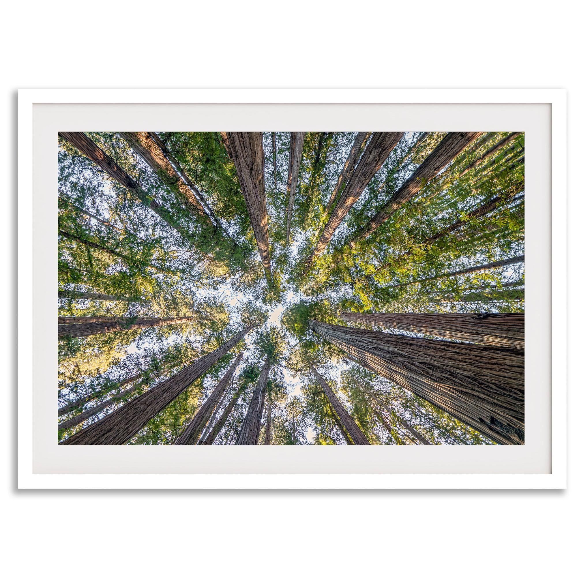 Redwood forest wall art print showing the perspective looking up at treetops in a dense redwood forest.