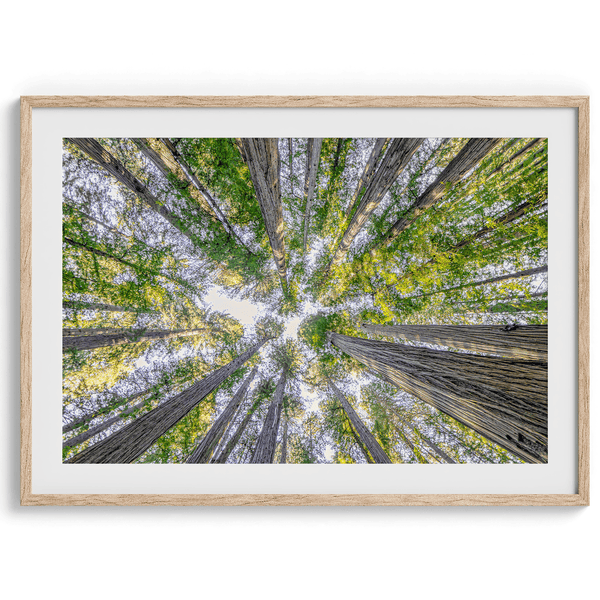 Treetops - Wow Photo Art
