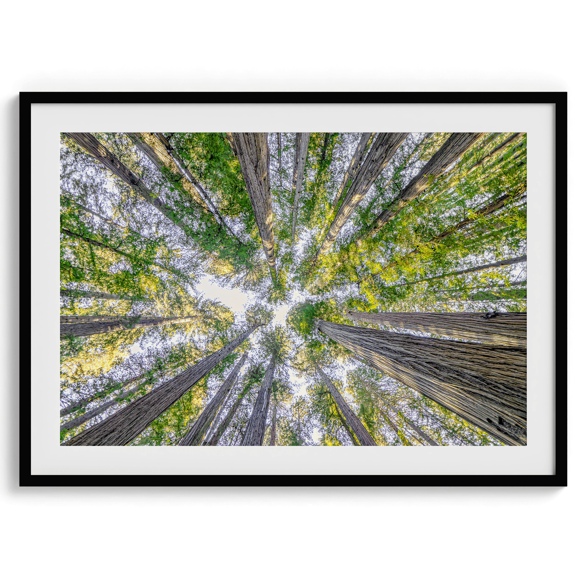 Treetops - Wow Photo Art