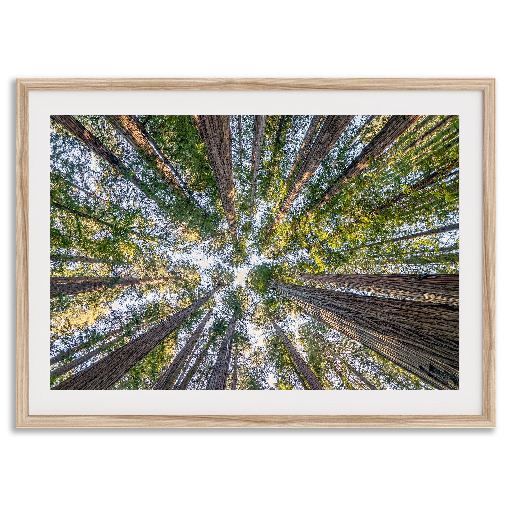 Redwood forest wall art print showing the perspective looking up at treetops in a dense redwood forest.