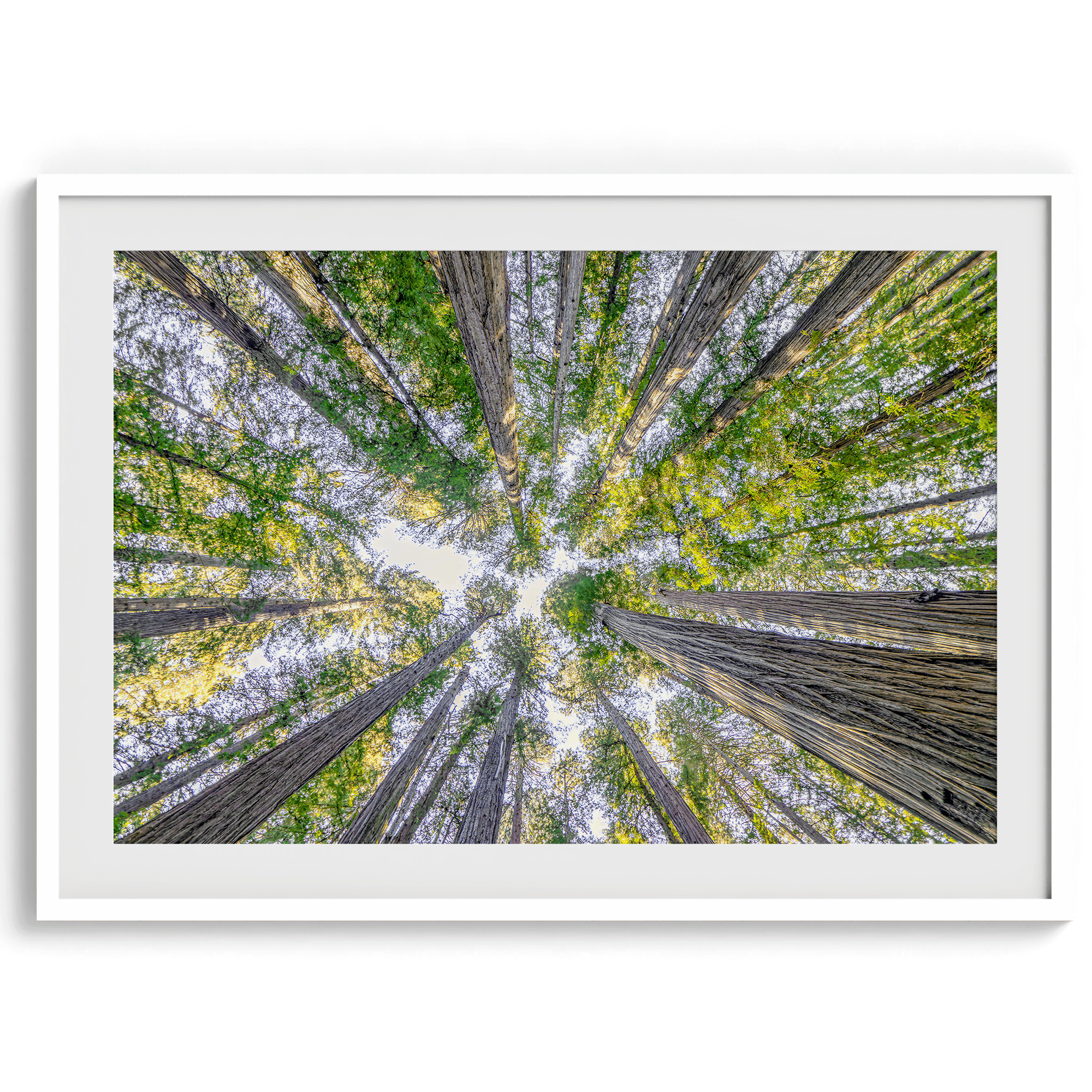 Treetops - Wow Photo Art