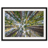 Redwood forest wall art print showing the perspective looking up at treetops in a dense redwood forest.