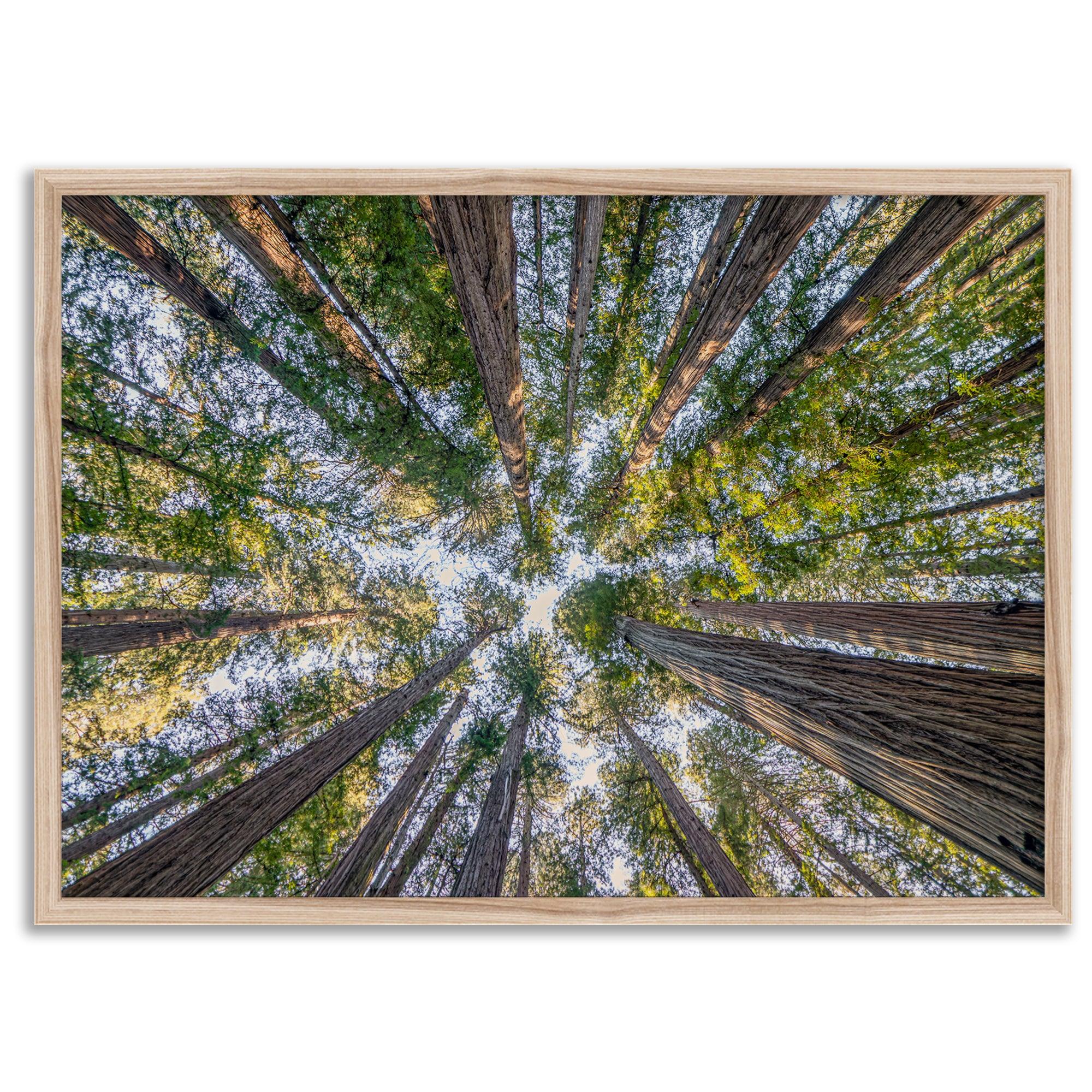 Redwood forest wall art print showing the perspective looking up at treetops in a dense redwood forest.