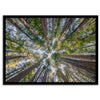 Redwood forest wall art print showing the perspective looking up at treetops in a dense redwood forest.