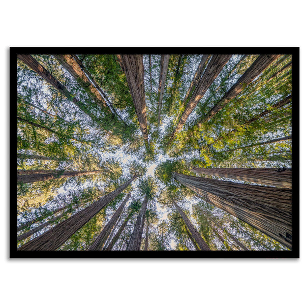 Redwood forest wall art print showing the perspective looking up at treetops in a dense redwood forest.