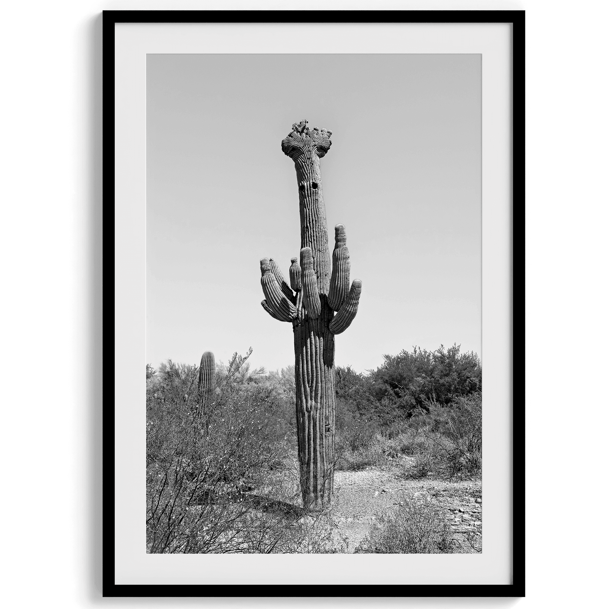 Saguaro Set - Wow Photo Art