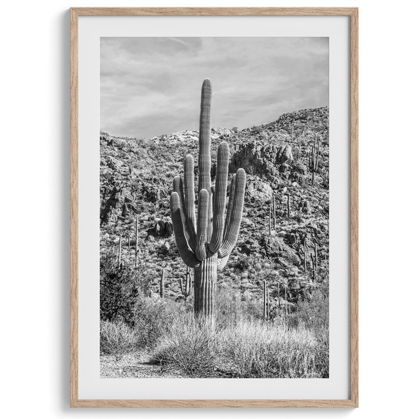 A fine art black and white cactus desert print featuring a stunning cacti in Saguaro National Park, Arizona.