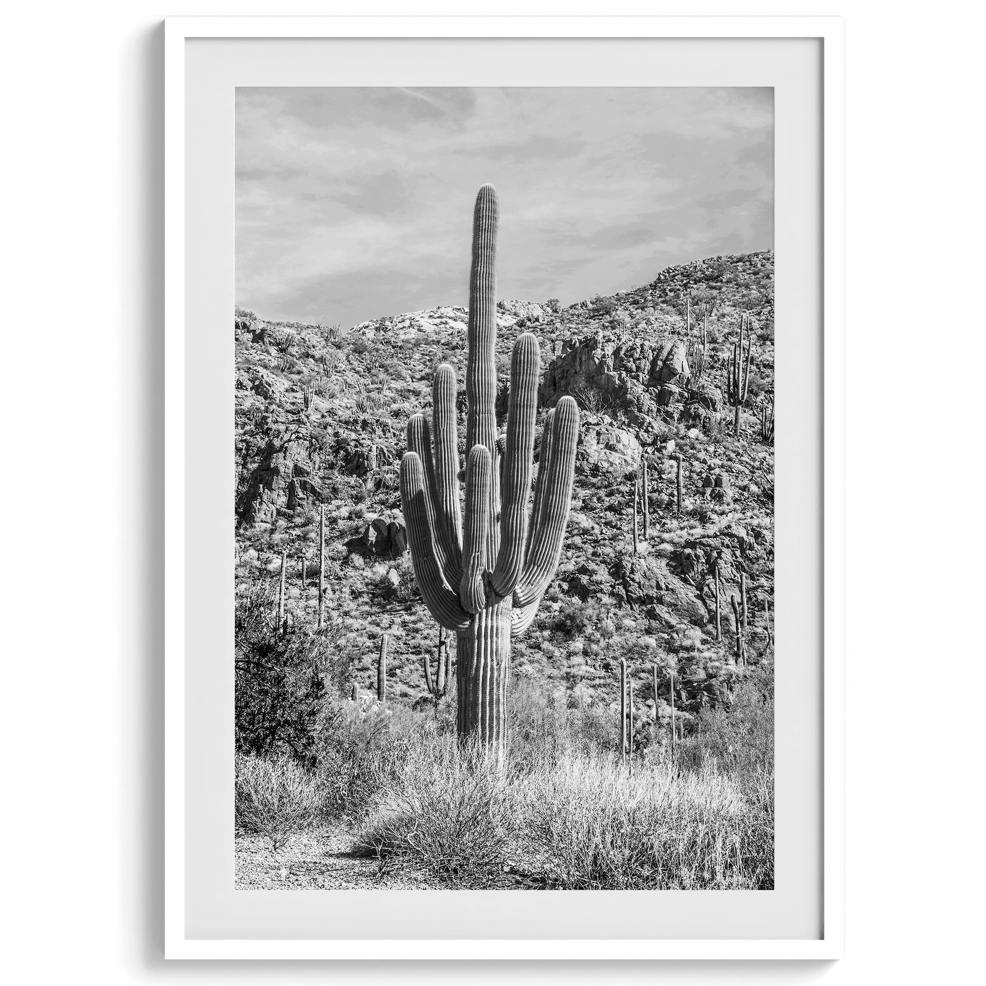 A fine art black and white cactus desert print featuring a stunning cacti in Saguaro National Park, Arizona.