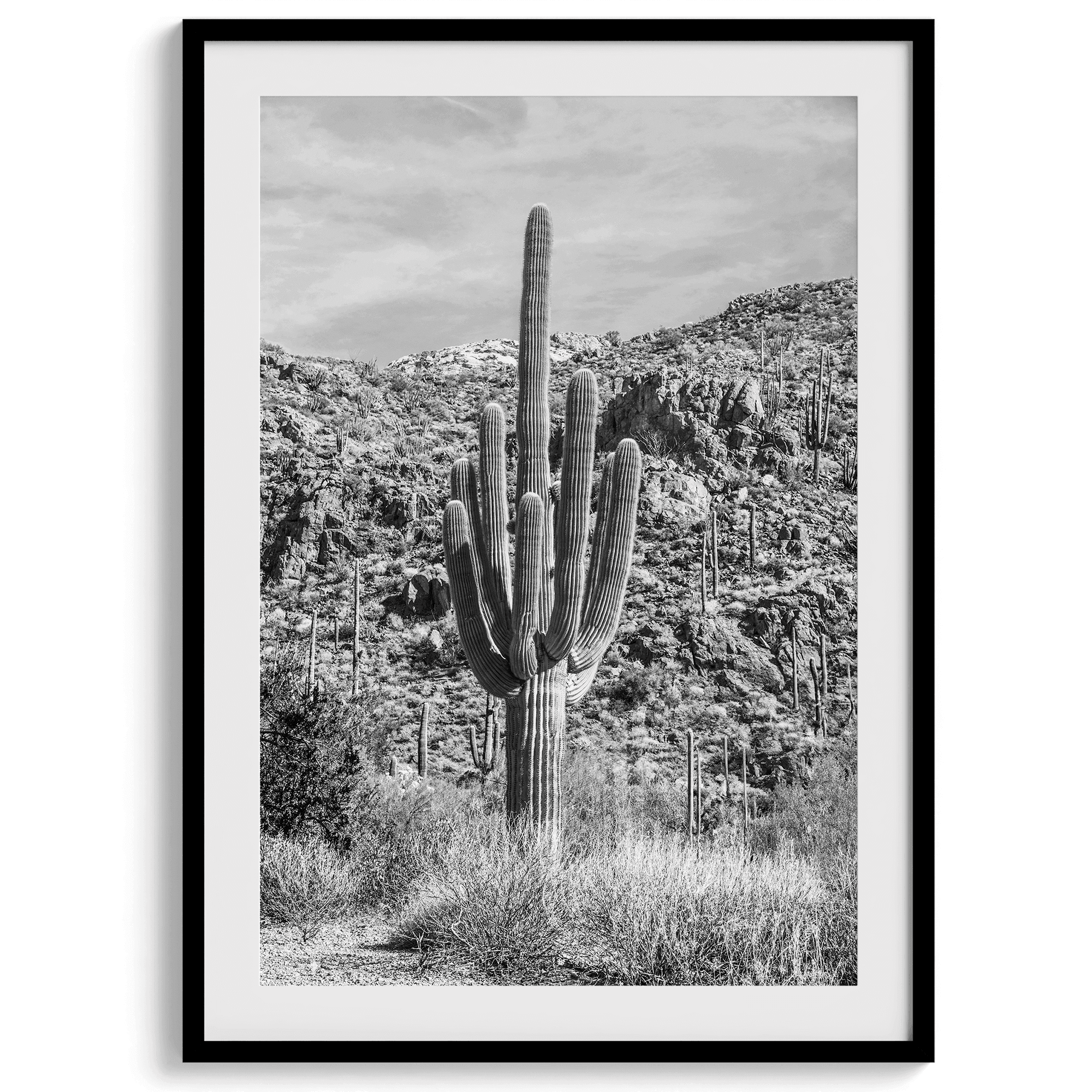 A fine art black and white cactus desert print featuring a stunning cacti in Saguaro National Park, Arizona.