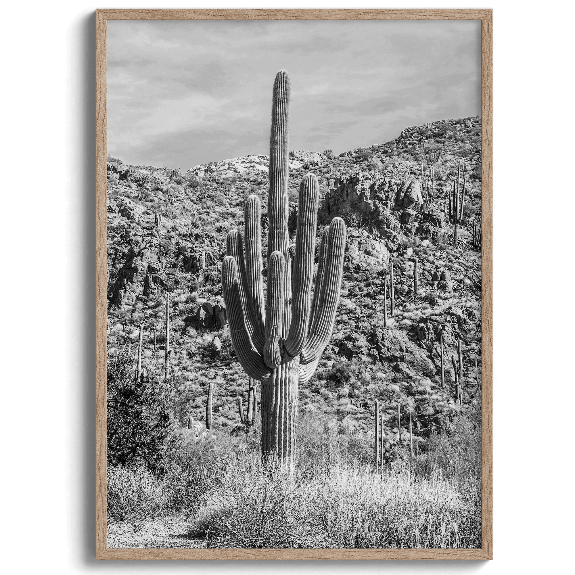 A fine art black and white cactus desert print featuring a stunning cacti in Saguaro National Park, Arizona.