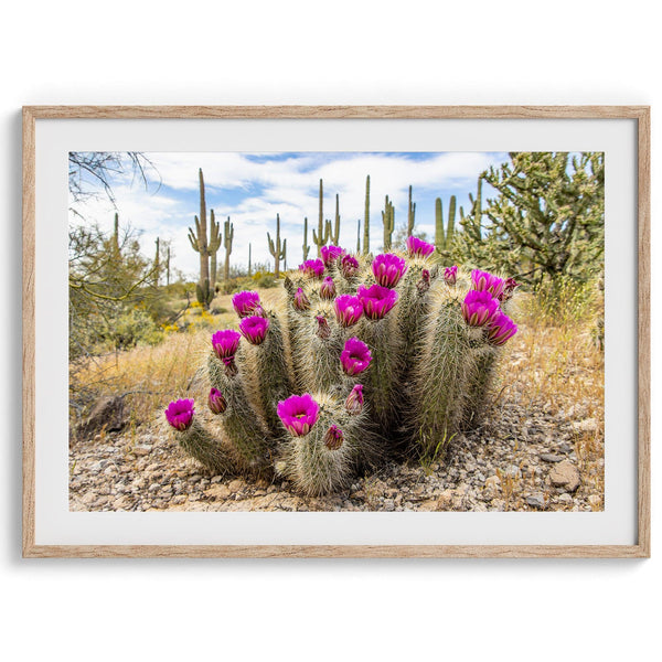 Arizona Desert Wall Art featuring a blooming hedgehog cactus in Saguaro National Park