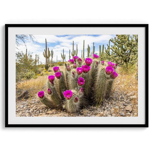 Arizona Desert Wall Art featuring a blooming hedgehog cactus in Saguaro National Park