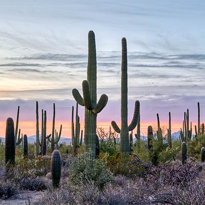 Saguaro-National-Park-Photography-Wall-Art-Prints-Collection