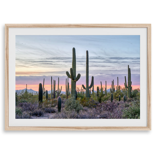 Saguaro-Sonnenuntergang