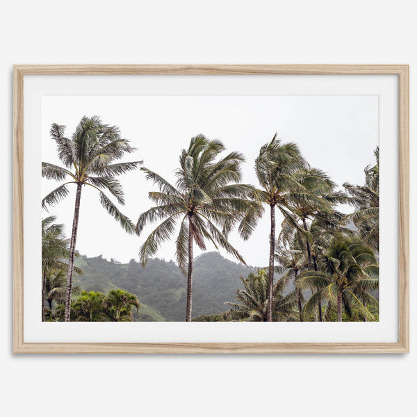 Palms Serenity
