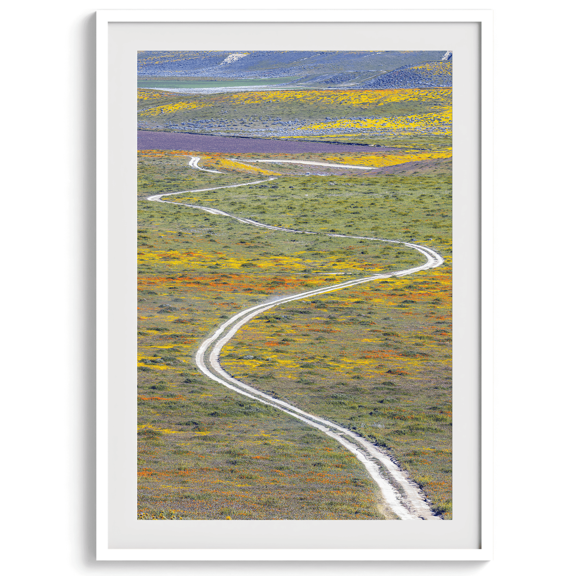 Vertical, fine art photography print of a winding road disappearing into a valley filled with colorful wildflowers in Antelope Valley, California.