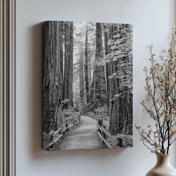 Black and white large forest canvas wall art depicting a California redwood pathway, with towering trees in Muir Woods.