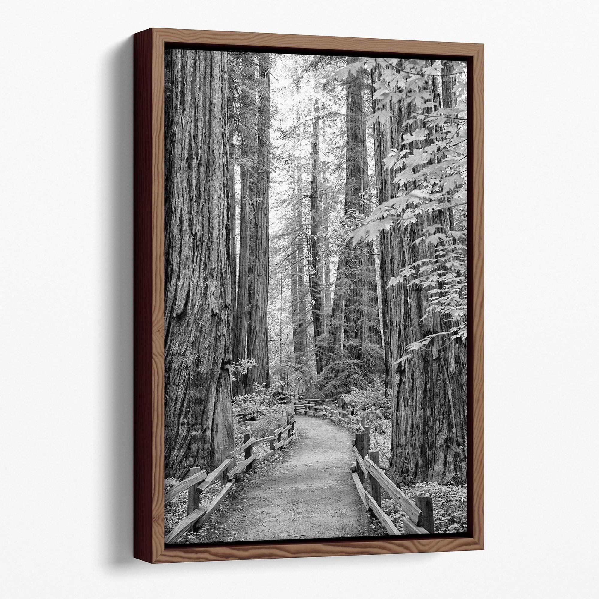 Black and white large forest canvas wall art depicting a California redwood pathway, with towering trees in Muir Woods.