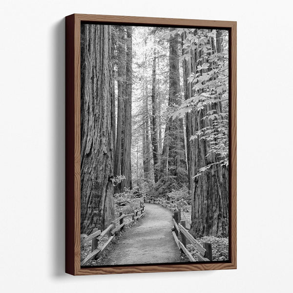 Black and white large forest canvas wall art depicting a California redwood pathway, with towering trees in Muir Woods.