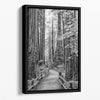 Black and white large forest canvas wall art depicting a California redwood pathway, with towering trees in Muir Woods.