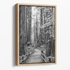 Black and white large forest canvas wall art depicting a California redwood pathway, with towering trees in Muir Woods.